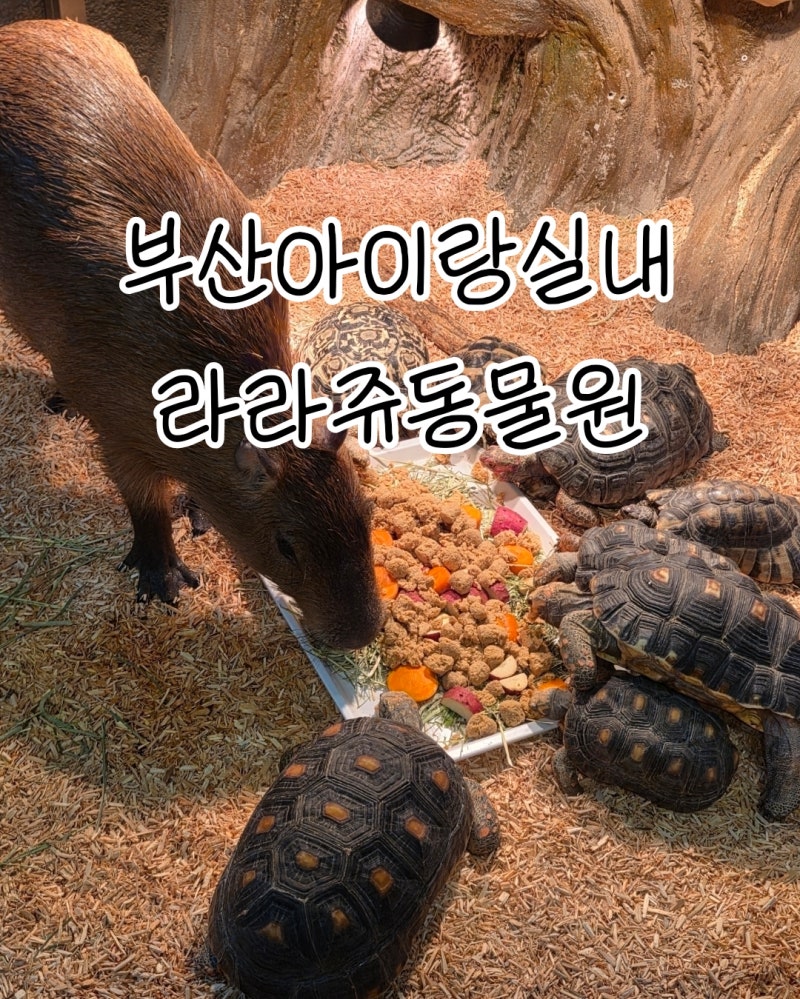 Lalaju Zoo, a Top-Managed Indoor Zoo in Busan, Perfect for Kids: A Return Visit