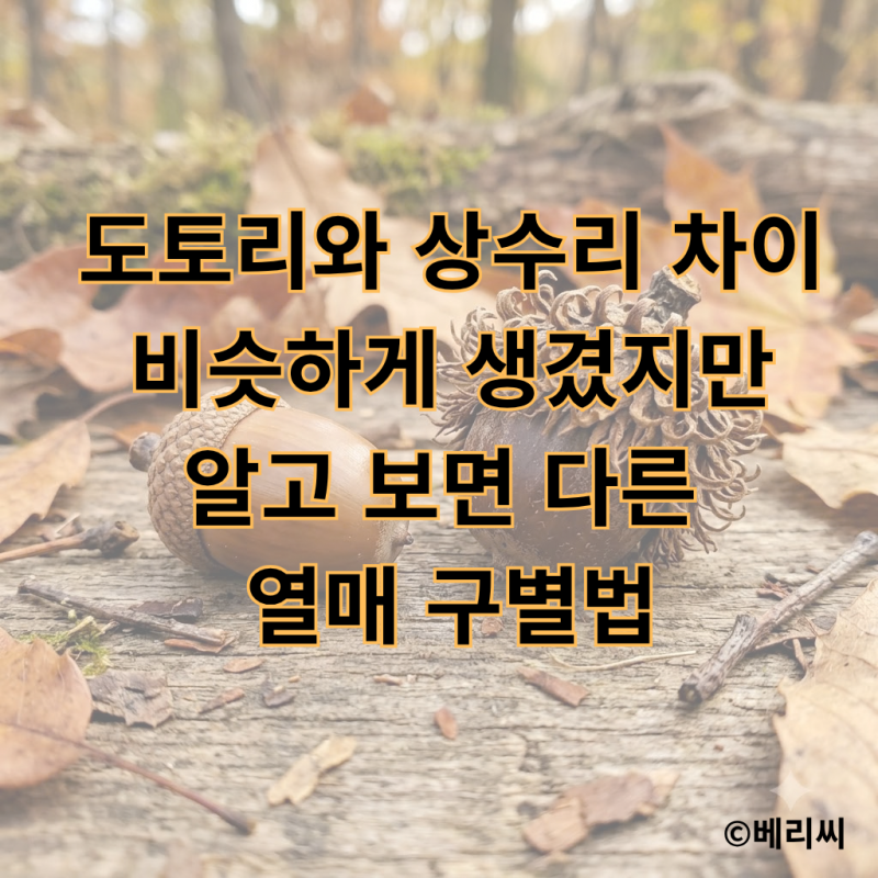 도토리와 상수리 차이｜비슷하게 생겼지만 알고 보면 다른 열매 구별법