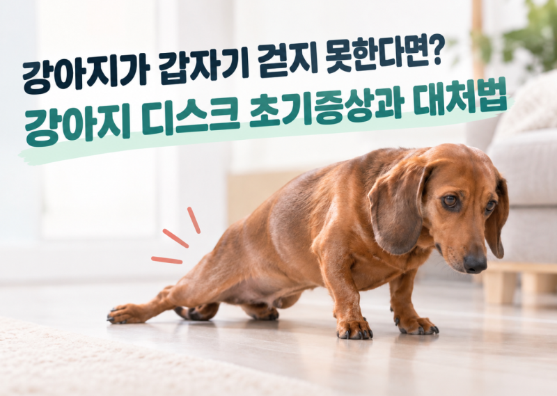 강아지가 갑자기 걷지 못한다면? 강아지 디스크 초기 증상과 대처법 (세종동물병원)