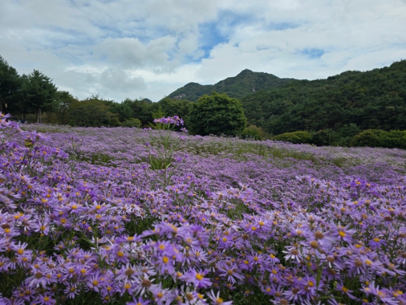 문경 당일치기 가족 여행(문희농원, 고모산성, 봉명산 출렁다리 등)