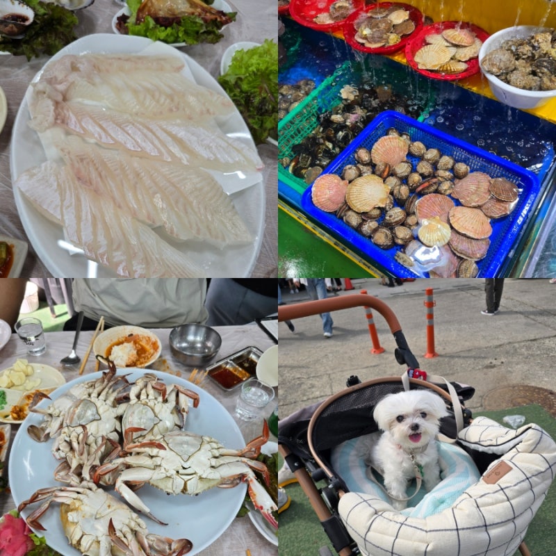 궁평항 수산시장 횟집 강아지 동반 꿀팁과 주차꿀팁 비용 총정리