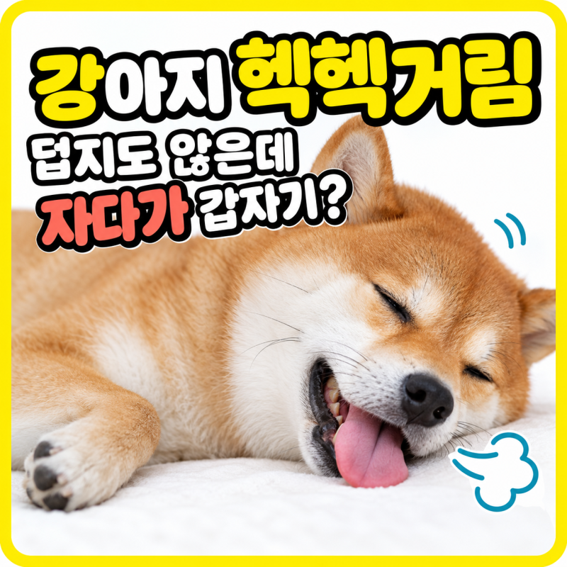 "덥진 않은데?" 강아지 헥헥거림, 밤에 자다가 갑자기 헥헥거리는 이유