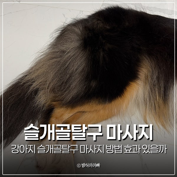 강아지 슬개골탈구 마사지 방법 효과 있을까