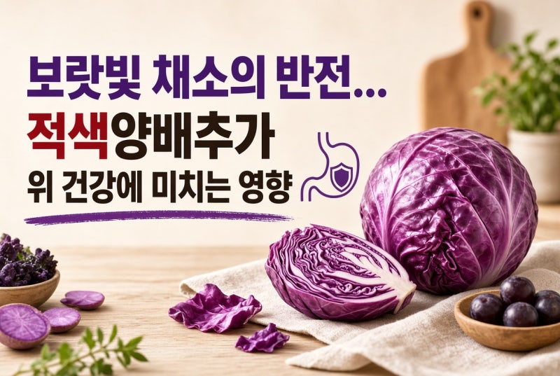 "보라색 양배추의 반전" 위 보호에 항산화 10배? 적양배추 효능과 일반 양배추 완벽 비교