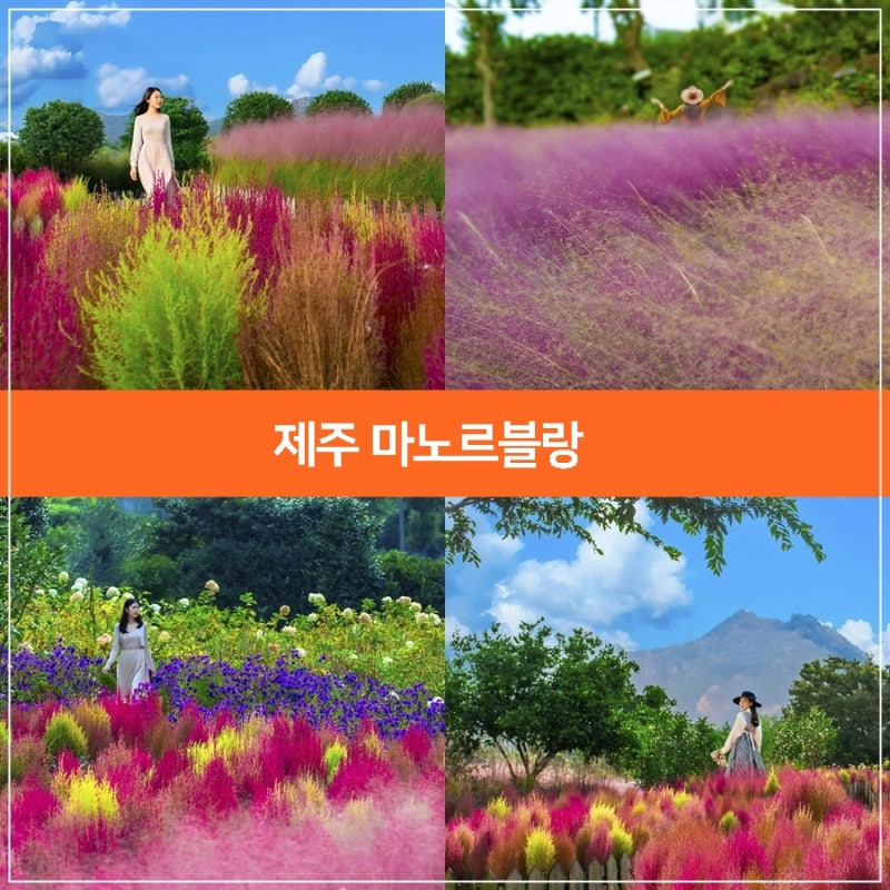 10月濟州島之旅，濟州Manor Blanc 濟州粉黛亂子草名所