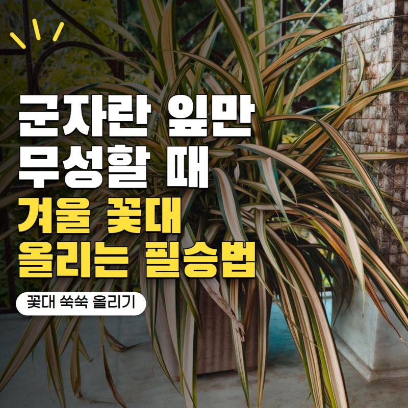 군자란 키우기 잎만 무성하다면? 겨울 지나 꽃대 올리는 관리법 5가지