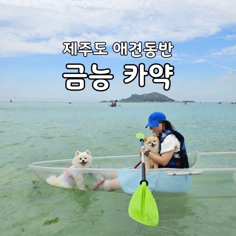 제주도 애견동반 투명카약 내돈내산 후기