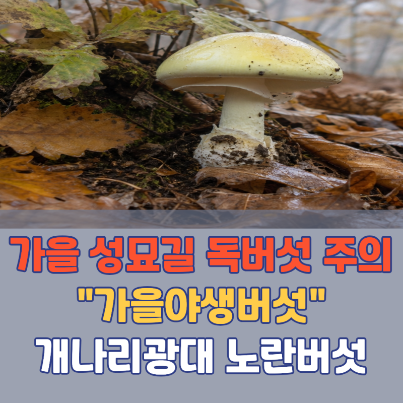 청산가리보다 "쌀 한 톨만 먹어도 위험하다는 이 가을 산 버섯" 절대 드시지 마세요 | 독버섯 ....