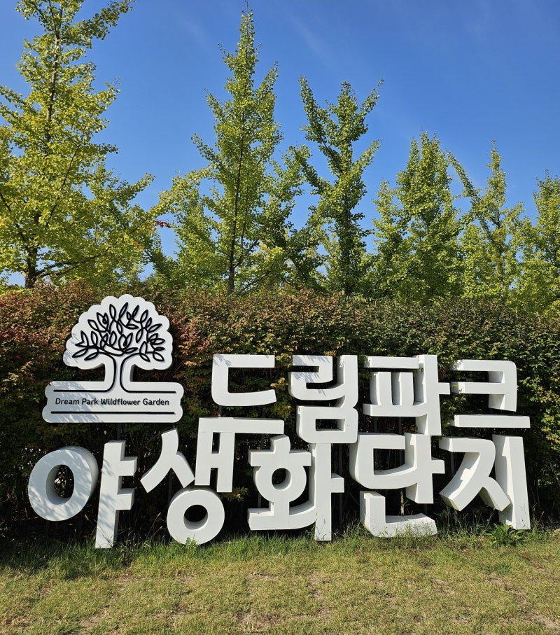 Incheon Dream Park Wildflower Complex: A Must-Visit Autumn Flower Spot, Parking Info, Family Outing, and Date Course