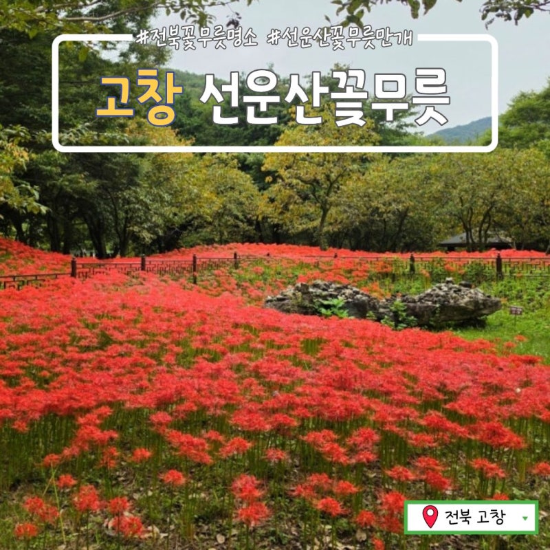 전북 고창 상사화명소 선운산_가을의 전령사, 선운사 꽃무릇 만개 풍경 완벽 가이드