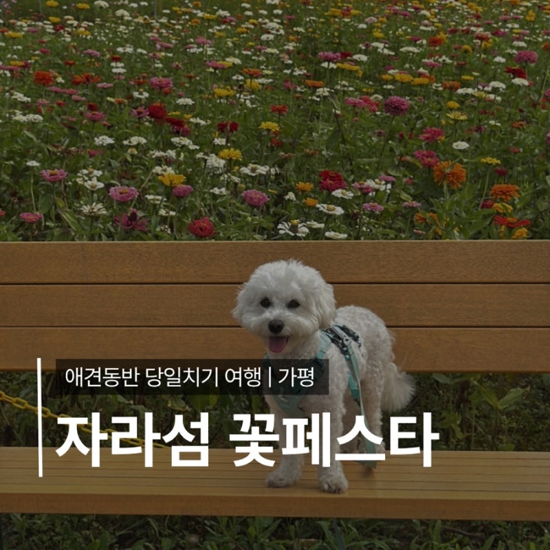 강아지랑 함께 다녀온 가평 자라섬 꽃 페스타 애견동반 후기, 입장료•주차•개화상황