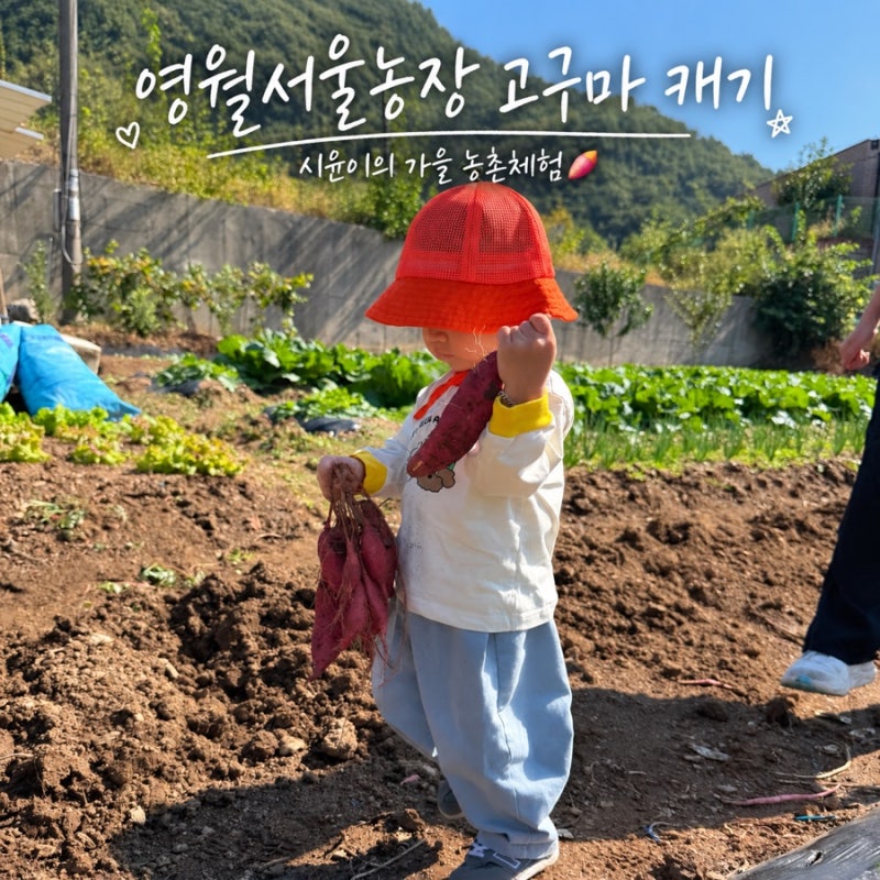 영월서울농장 고구마 캐기 체험 예약｜일정 참가비 신청방법 총정리