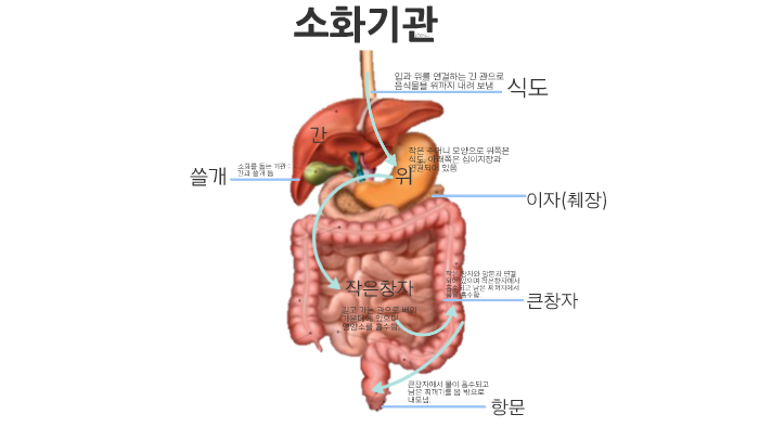 담낭제거수술 후유증 설사 소화불량 얼마나 갈까