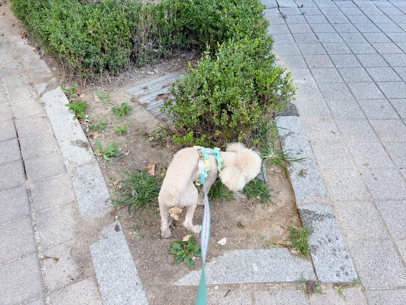 강아지꿈 개꿈, 귀여웠는데 뜻은 전혀 다를 수 있어요