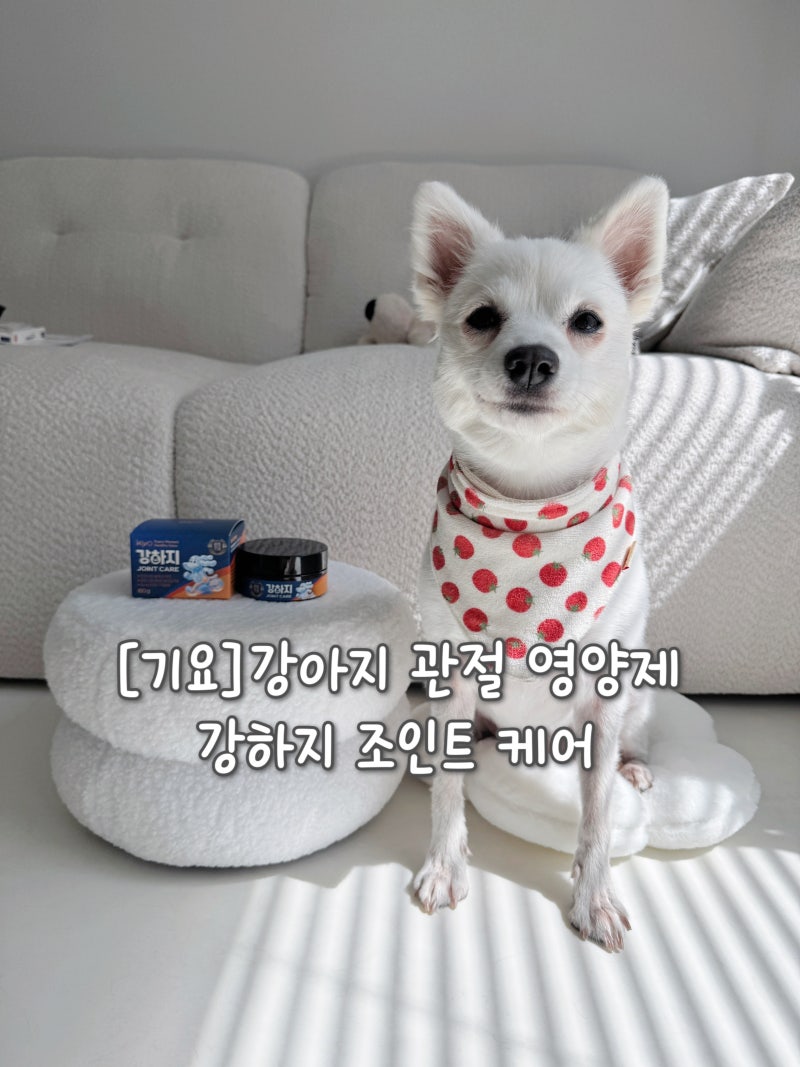 강아지 관절 영양제 추천 슬개골 탈구 관절염 관리 조인트케어 급여 후기