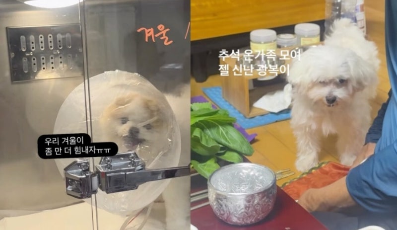 박성광♥이솔이 반려견 심장병 악화 극복?