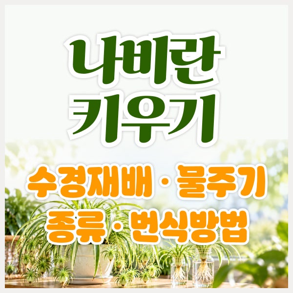 나비란 키우기 총정리 수경재배·물주기·종류와 번식 방법까지