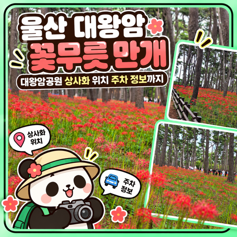 울산 대왕암 꽃무릇 만개, 대왕암공원 상사화 위치 주차 정보까지