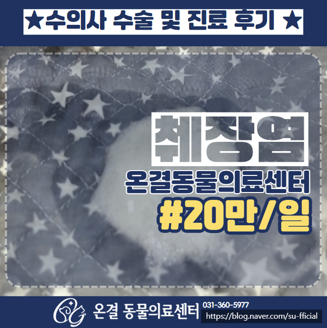 췌장염, 장염 입원 치료, 강아지가 구토를 계속하네요!