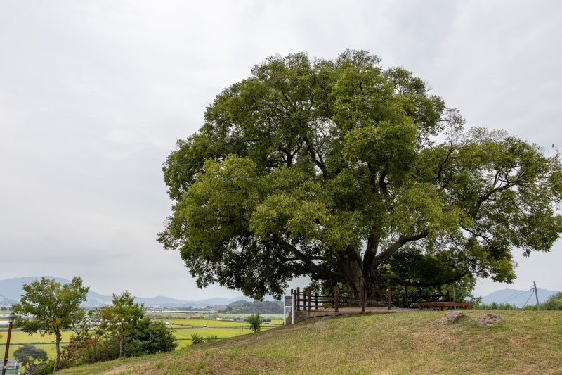 Changwon Dongbu Village's Hackberry Tree: A Woo Young-woo Filming Location and Must-Visit Spot Near Busan