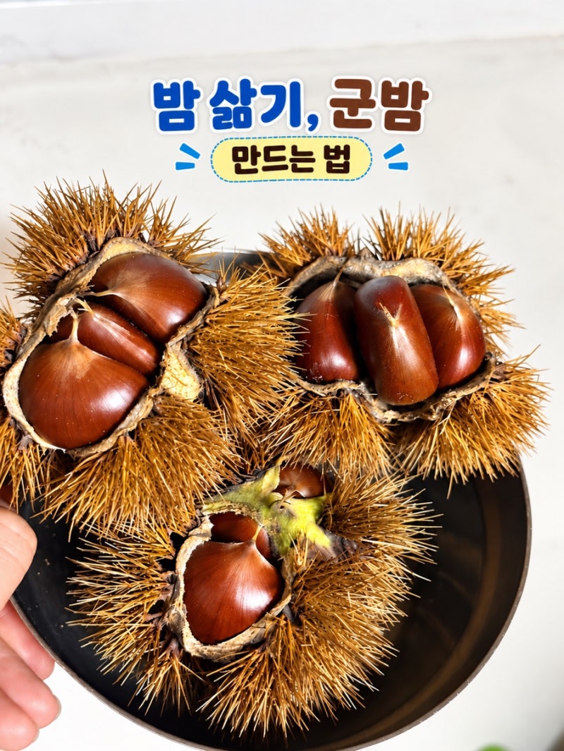 밤 삶기 시간부터 군밤 만드는법까지 가을 햇밤 맛있게 먹는 꿀팁