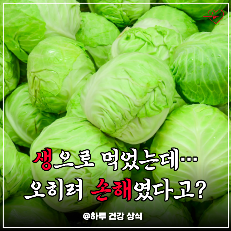 양배추 효능 부작용까지, 삶은 것과 생것 비교해봤더니 확실히 다르더라고요