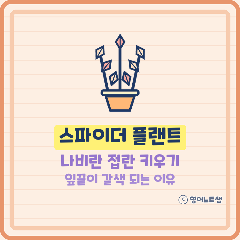 스파이더 플랜트 나비란 접란 키우기 물주기 번식 분갈이 잎끝 갈색 되는 이유