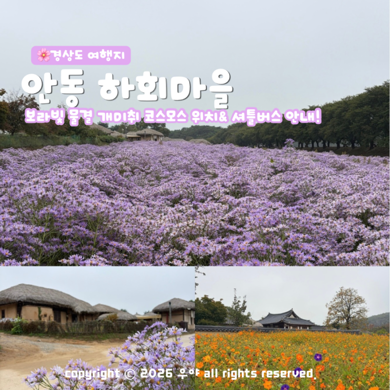 "지금 핫한 가을 여행지" 안동 하회마을 개미취 코스모스 위치는? 탈춤 축제 셔틀버스 안내