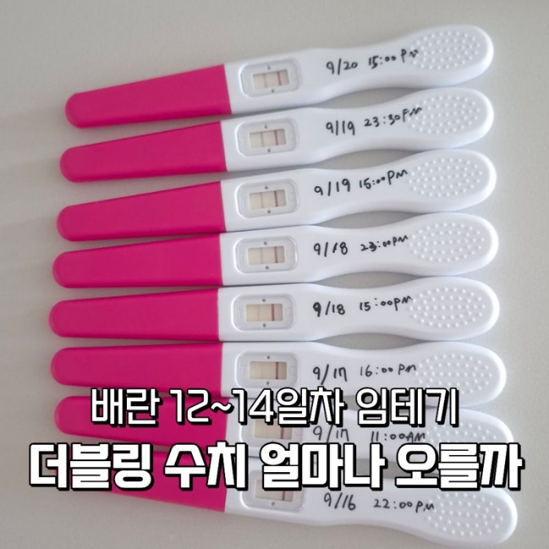 배란 12~14일차 5.9까지 임테기 더블링 기록과 다음날 임신수치 떨어짐