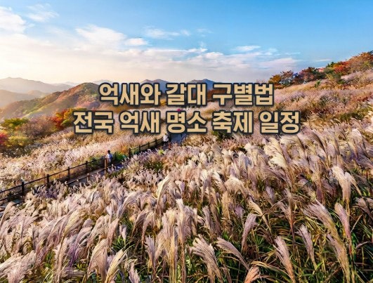 억새와 갈대 특징 서식지 억새와 갈대 확실하게 구별하는 법 전국 억새 축제 일정