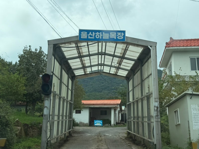 Ulsan Haneul Ranch (Sheep Farm): A Weekend Trip Near Busan for Kids to Experience Animal Feeding