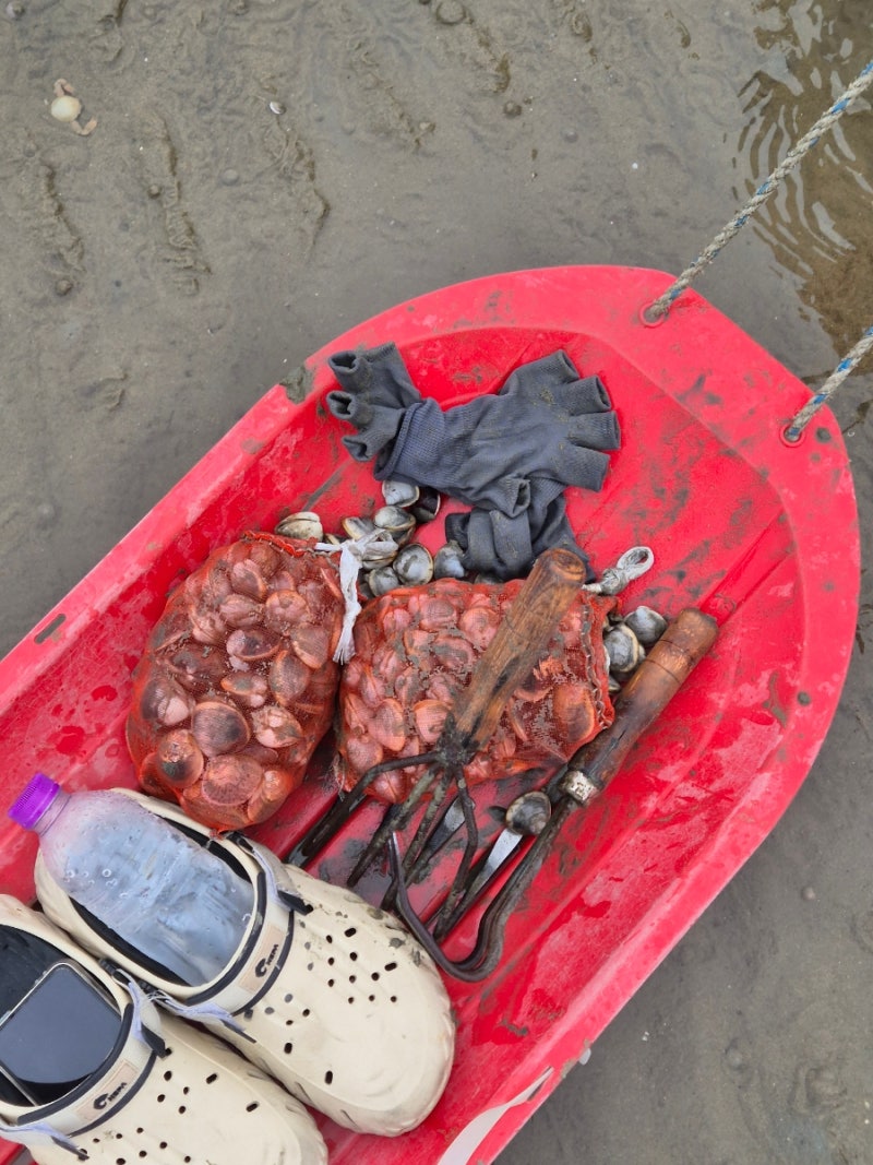 Yeongjongdo Masian Beach Tidal Flat Experience Review: Tide Times, Parking, Price, Tidal Flat Taxi, and Clam Purging Guide
