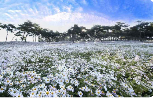 “작년에 반해서 또 가요!” 10월 정읍 내장산 단풍생태공원 구절초 축제 코스