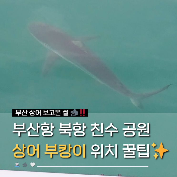 <b>부산</b> 상어 출몰 위치 <b>부산</b>항 북항 친수공원 <b>부캉이</b> 보는 곳 주차장 ....