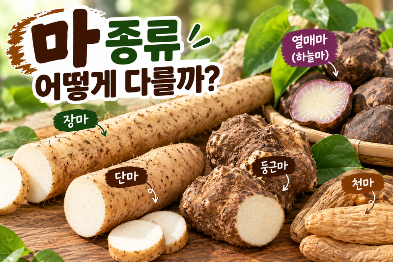마 종류 총정리｜장마·단마·둥근마·하늘마 차이와 제철, 먹는 법