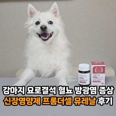 강아지 요로결석 혈뇨 방광염 증상과 대처는? 신장영양제 프롬더셀 유레날 5개월 급여 후기
