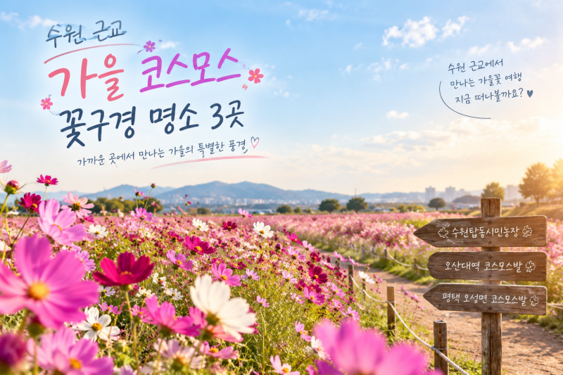 수원 근교 가을 꽃구경 추천 3곳｜코스모스부터 계절꽃까지