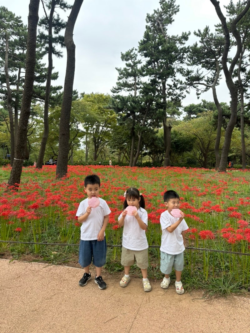 울산 대왕암공원 꽃무릇 현재상황, 지금 절정! 아이와 가볼만한곳