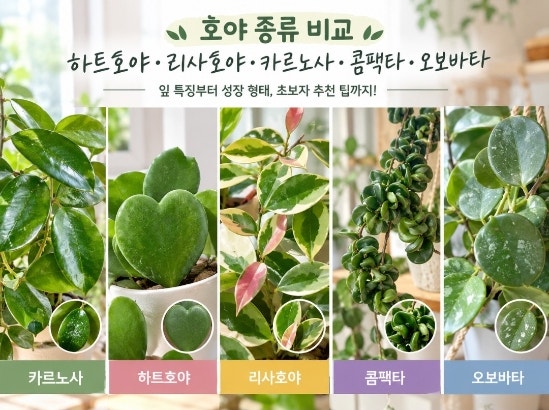 호야 종류 비교｜카르노사·하트호야·리사호야·콤팩타·오보바타 특징