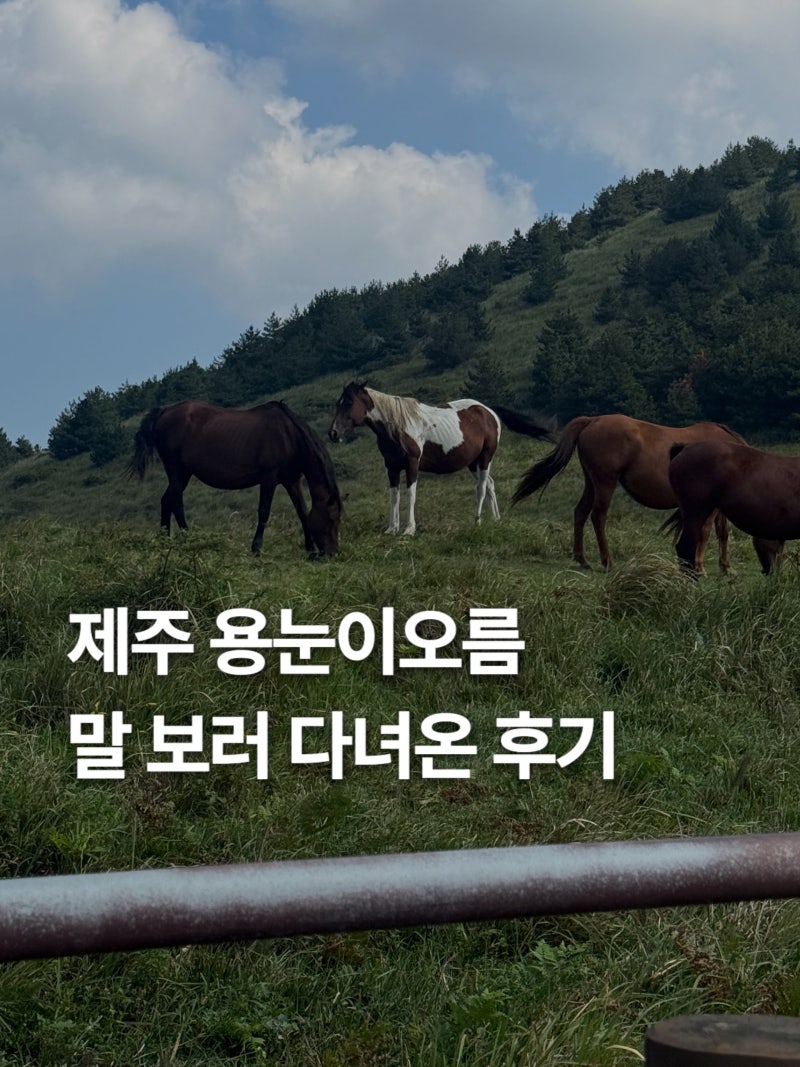 Recommended East Jeju Attraction, Yongnuni Oreum: A solo traveler's journey to the summit after seeing horses
