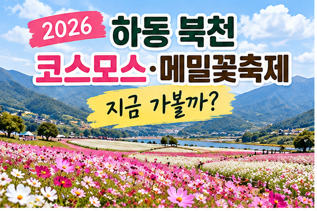 2026 하동 북천 코스모스 메밀꽃축제, 지금 가볼까? 입장료·주차까지