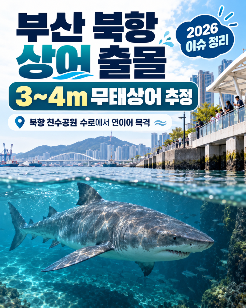 부산 상어 출몰, 북항 친수공원에 나타난 3~4m 상어 정리