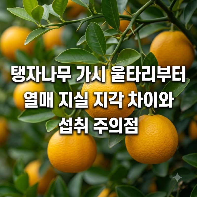 탱자나무 가시 울타리부터 열매 지실 지각 차이와 섭취 주의점
