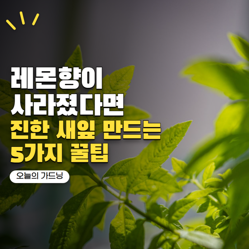 레몬버베나 키우기 향이 약해졌다면? 레몬향 진한 새잎 만드는 관리법 5가지
