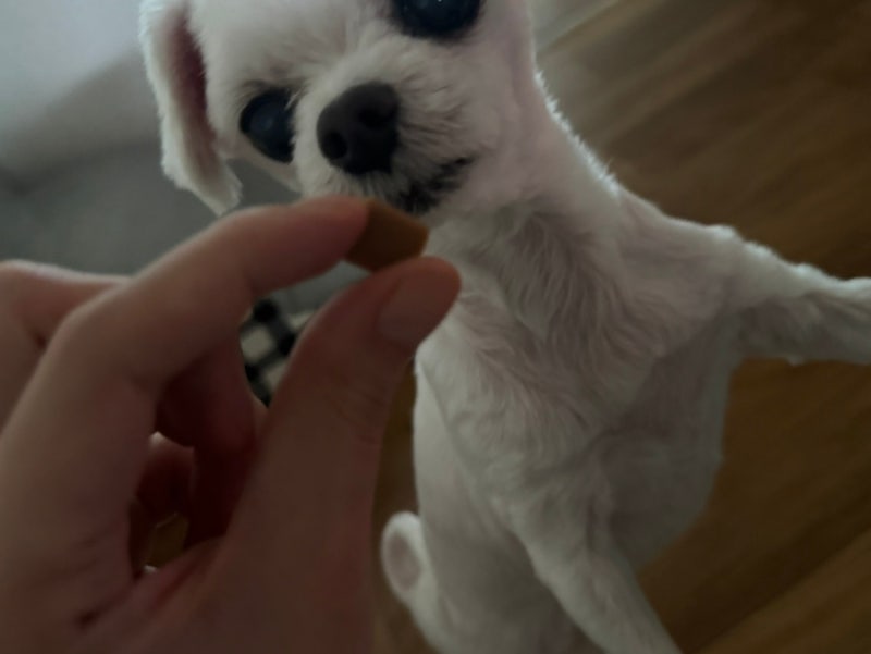 강아지 슬개골영양제 고르는법과 아큐펫 강아지 관절영양제 연어맛 S 후기