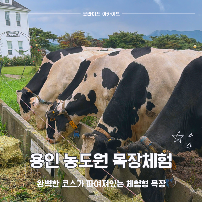 용인 농도원 목장 후기｜더운 날에도 아이와 가기 좋았던 이유