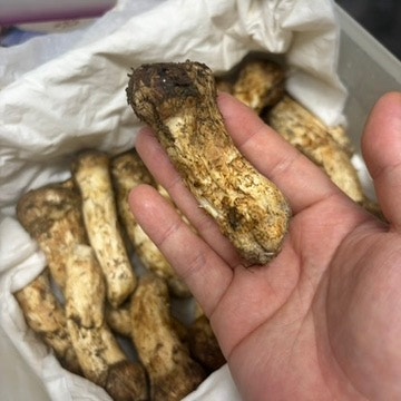 2026년 자연산 송이주 만드는 법｜3등급 정지품 1kg · 4등급 개산품 500g, 향은 어나더 레벨