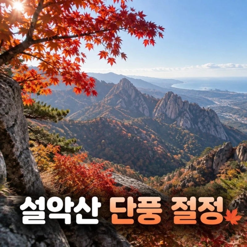 설악산 단풍 시기 2026 절정 예상과 지역별 명소 강원도단풍명소