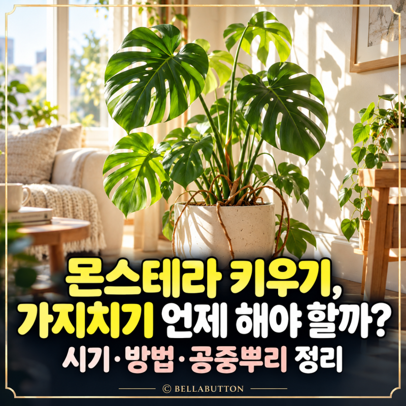 몬스테라 키우기, 가지치기 언제 해야 할까? 시기·방법·공중뿌리 정리
