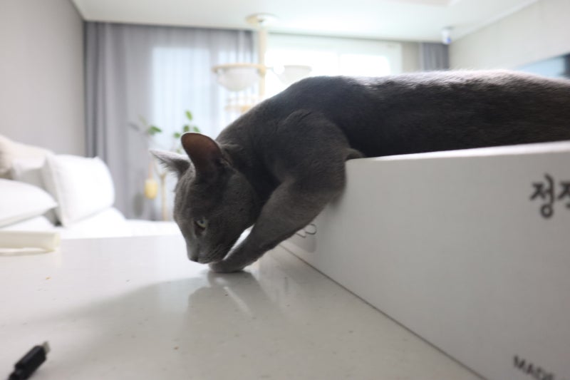 고양이 개구호흡 이유는? 숨소리 변화와 폐수종 증상